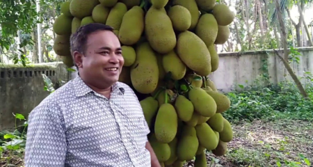 কাঠালের অবিশ্বাস্য ফলন