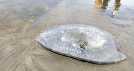 সৈকতে ভেসে আসছে শত শত মরা জেলিফিশ জেলিফিশ