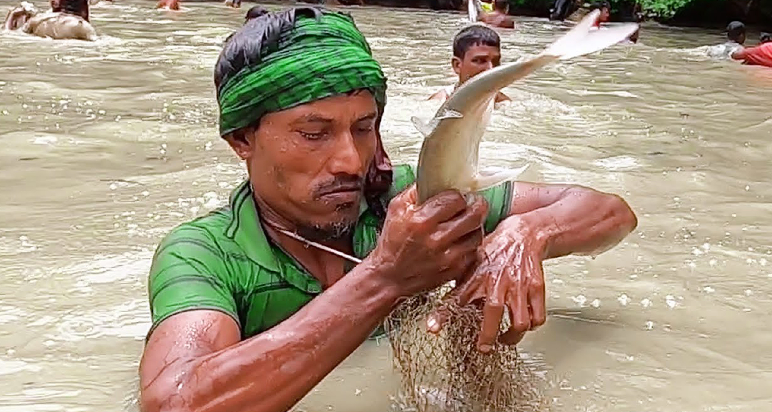 পলো দিয়ে মাছ ধরা