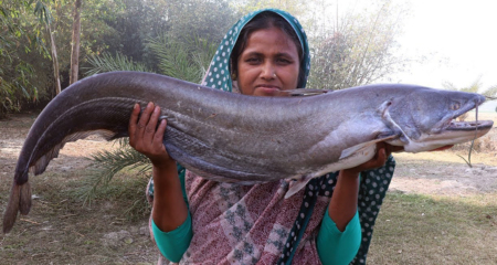 বিশাল বোয়াল মাছ ধরলেন বৌদি