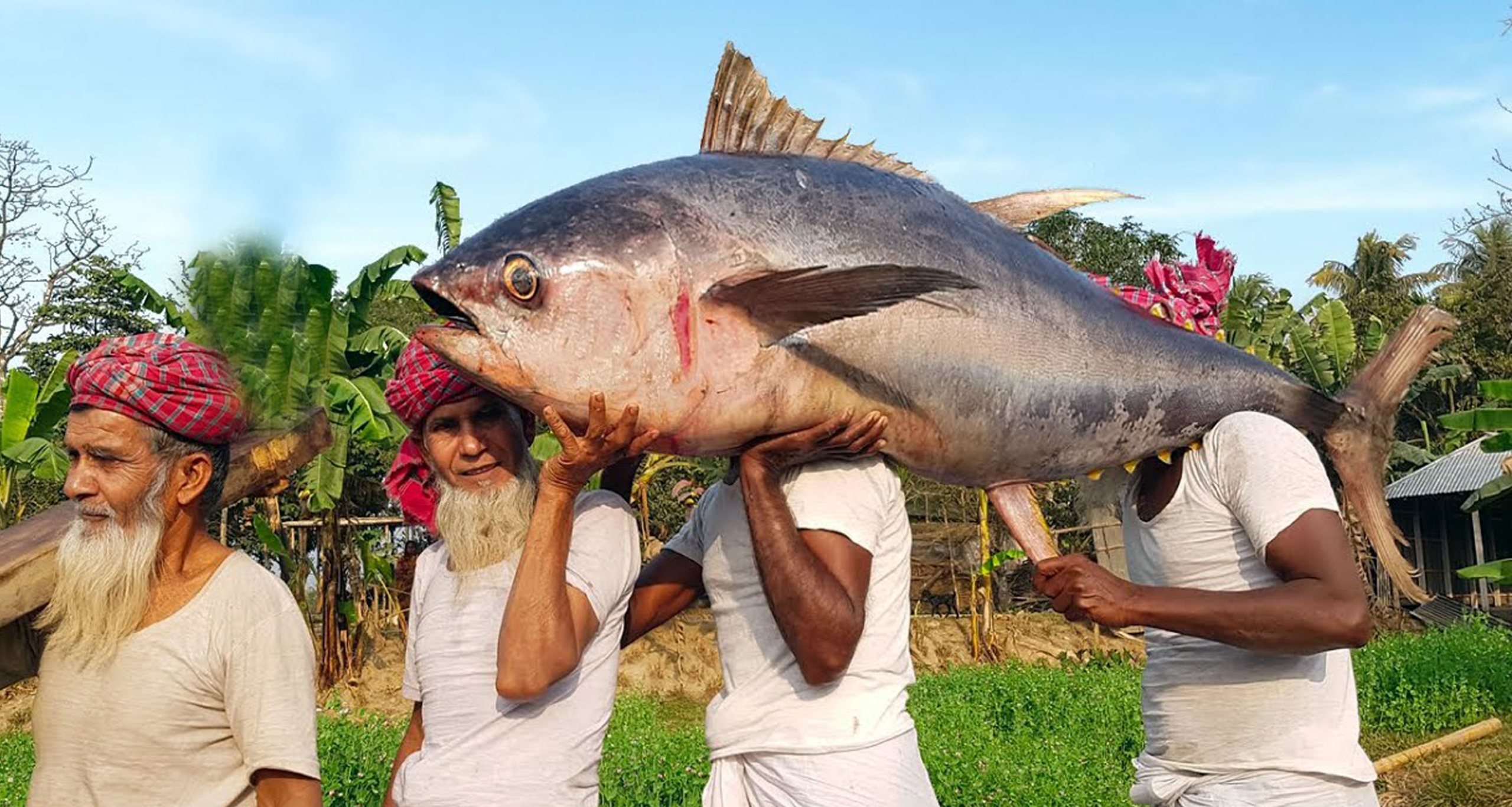 বিশাল বড় মাছ