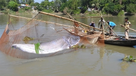 বোয়াল মাছ