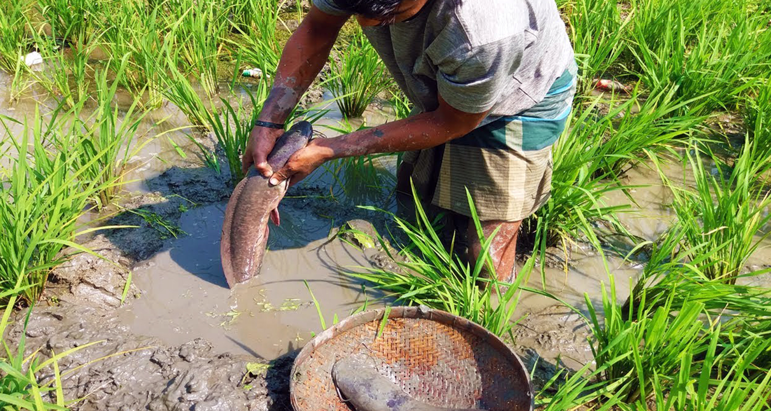 মাগুর মাছ