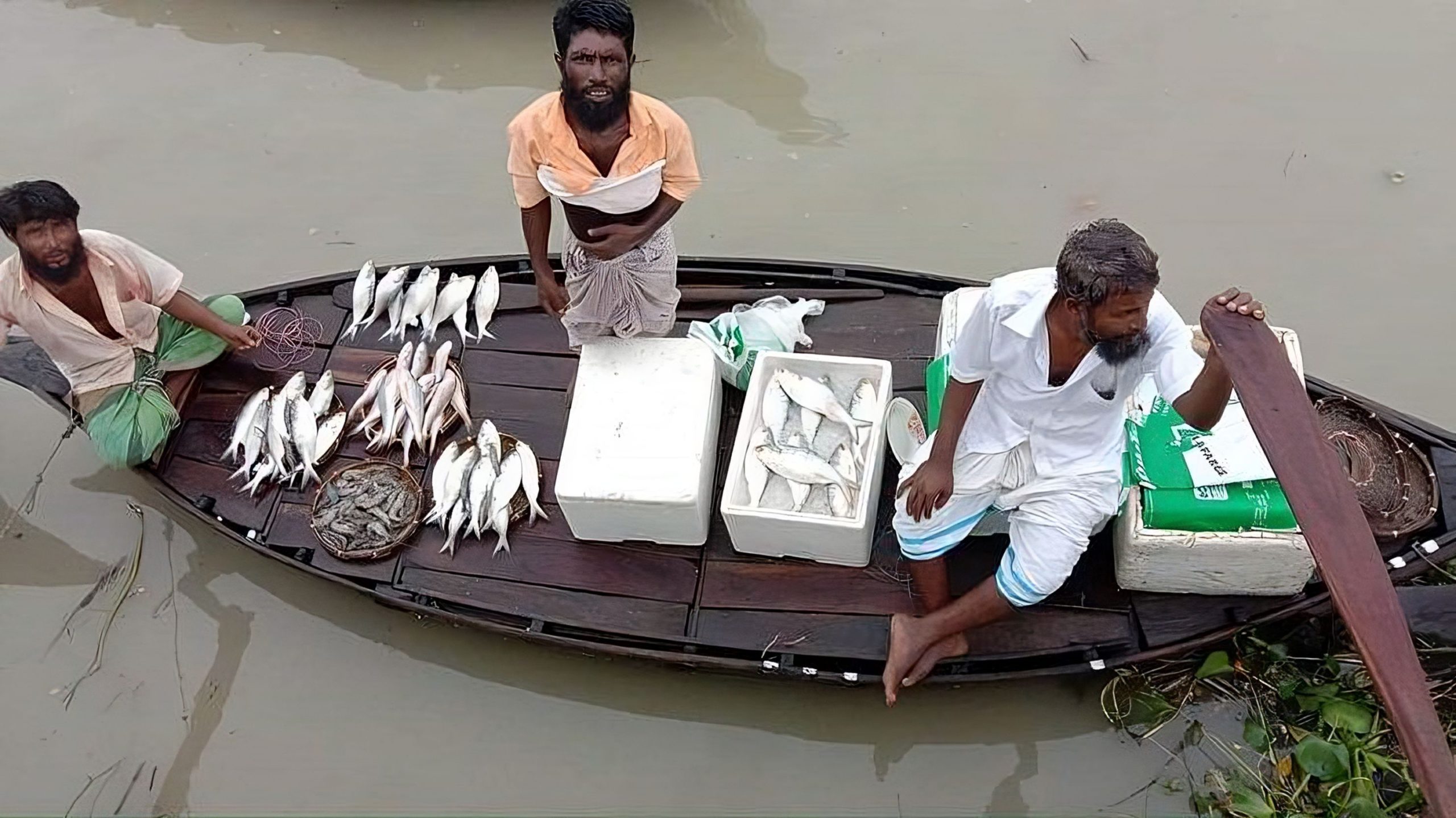 ভেজাল ইলিশ