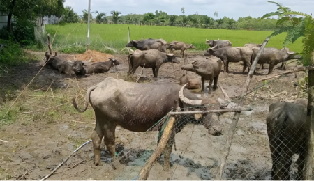 মহিষ