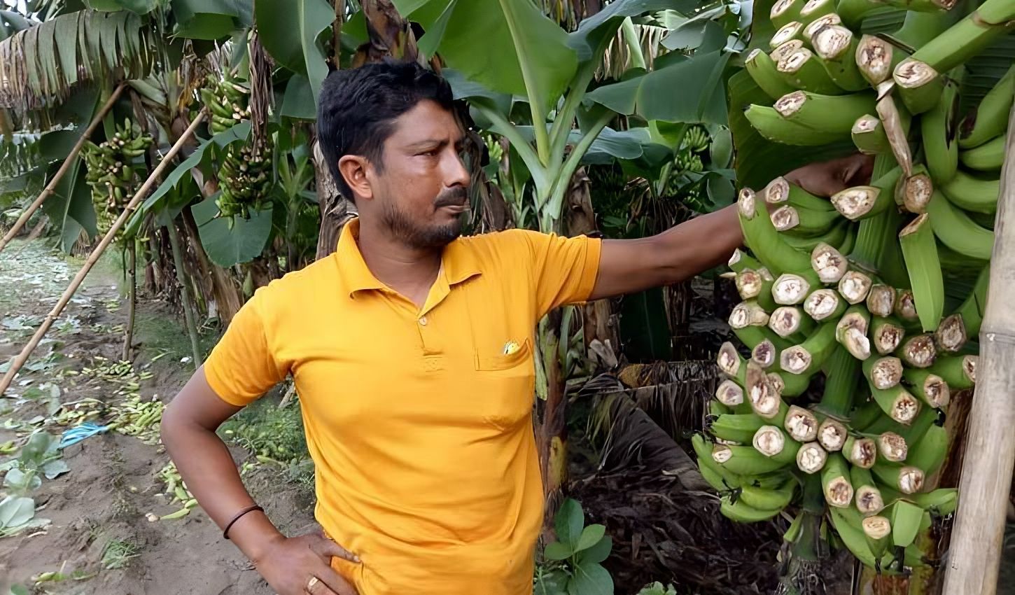 কৃষকের ফসল নষ্ট