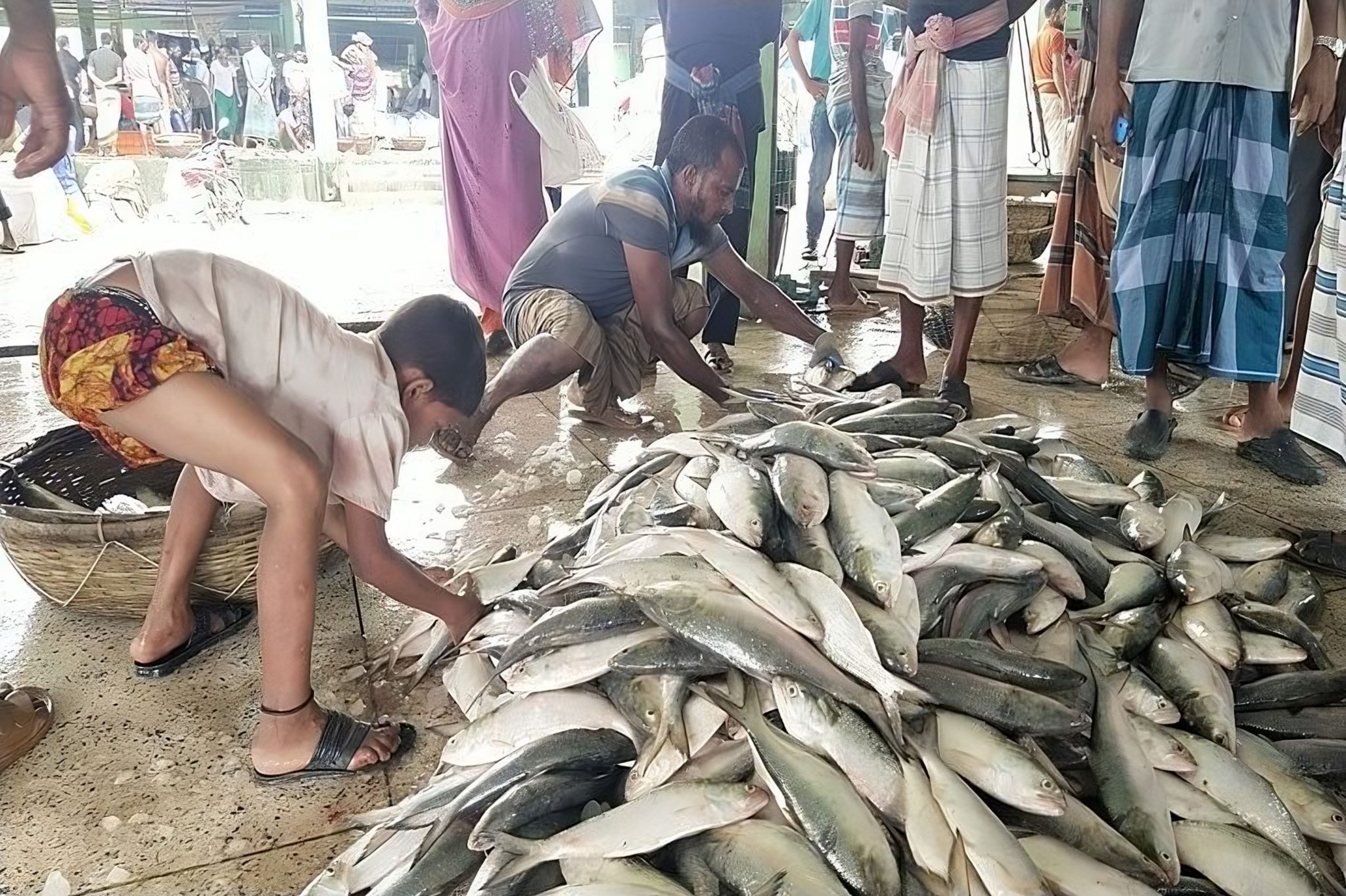 ৩৫ মণ ইলিশ