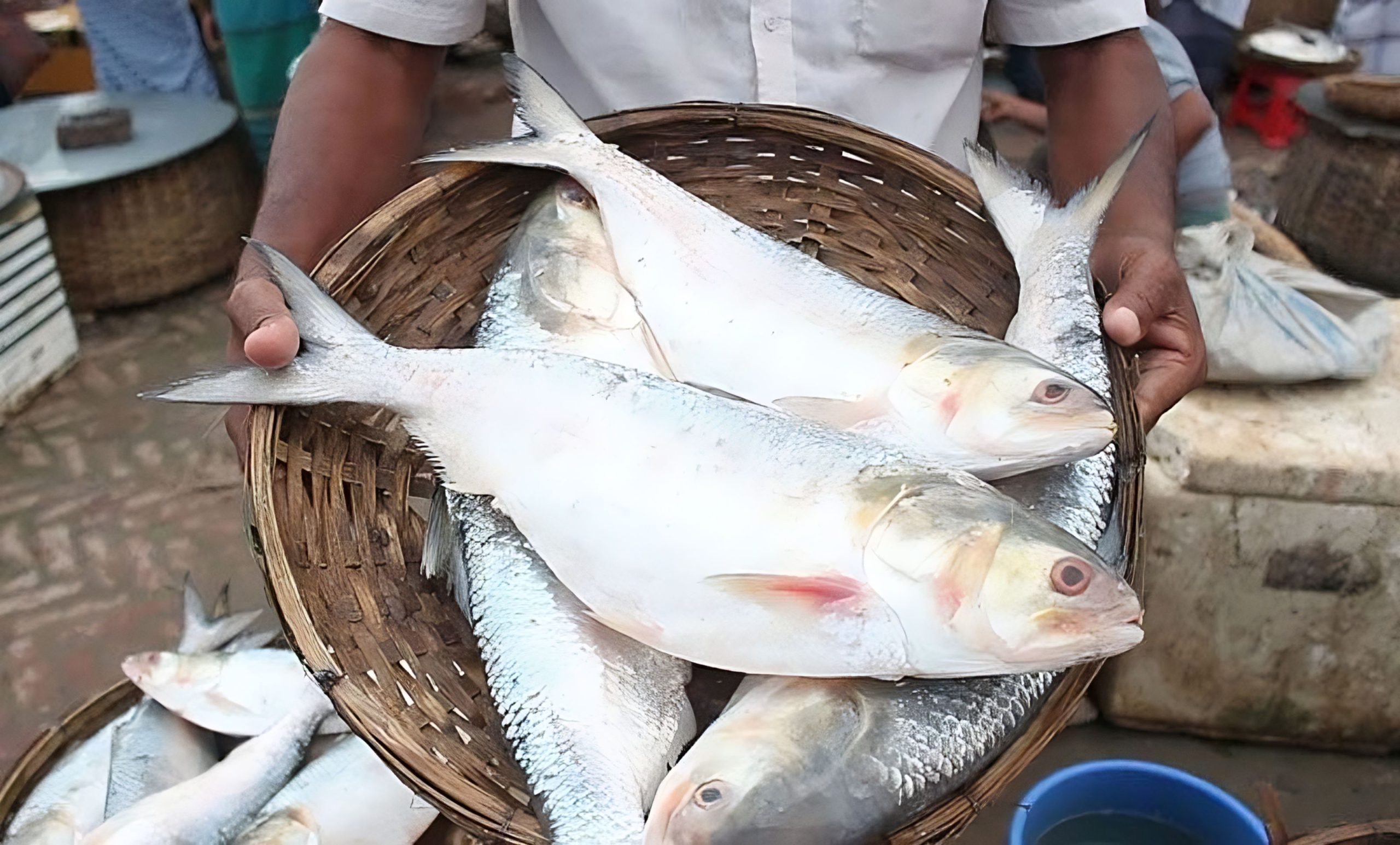 ৩ হাজার টন ইলিশ যাবে ভারতে