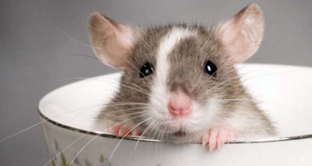 বাড়ি থেকে চিরতরে ইঁদুর দূর করার দুর্দান্ত উপায় ইঁদুর