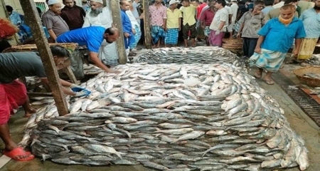 ইলিশের আমদানি বৃদ্ধি