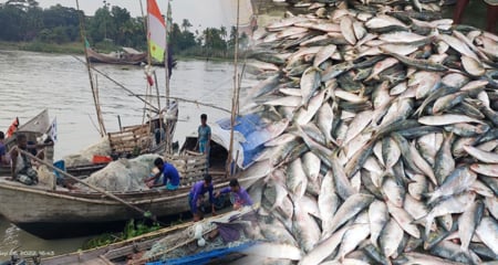 ঝাঁকে ঝাঁকে ইলিশ