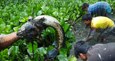 নদীতে পাওয়া গেল প্রচুর মাছ