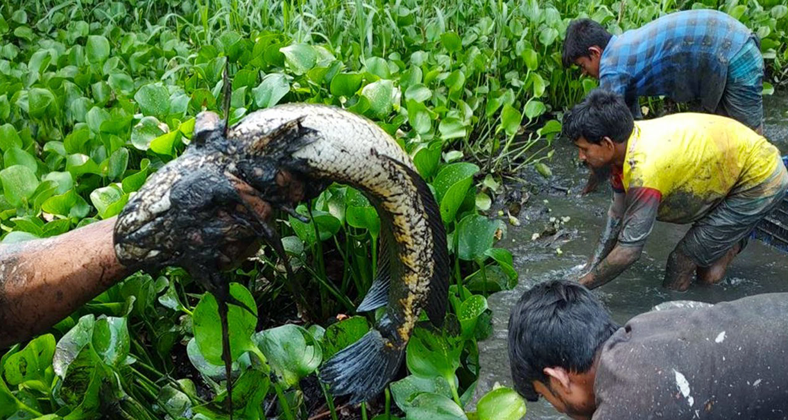 নদীতে পাওয়া গেল প্রচুর মাছ