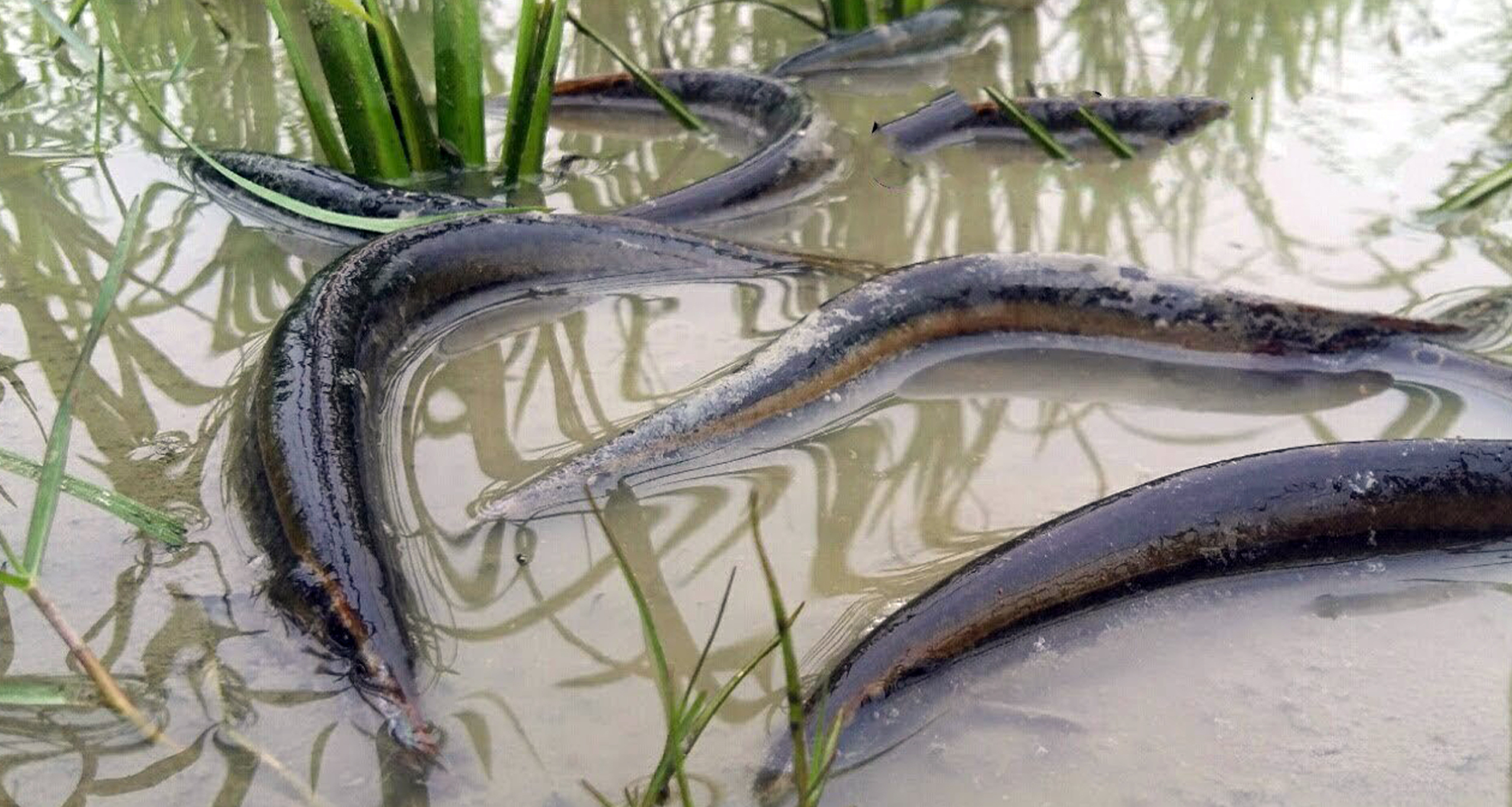 বাইন মাছ