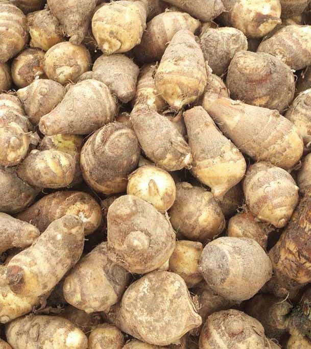 কচুরমুখী চাষ