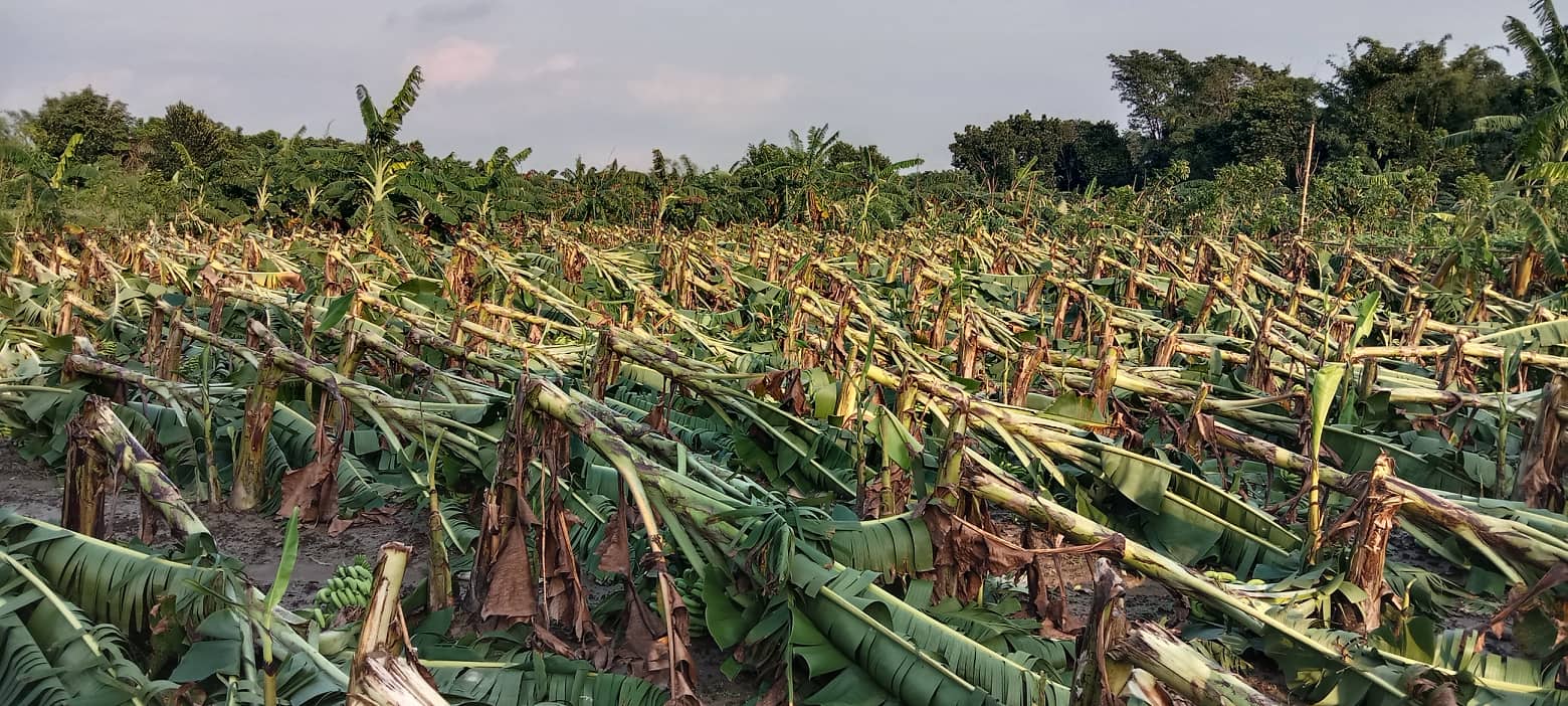 ঘূর্ণিঝড় সিত্রাং’র তাণ্ডবে শিবপুরের কলা চাষিদের ব্যাপক ক্ষতি, কৃষকের মাথায় হাত কলা চাষি
