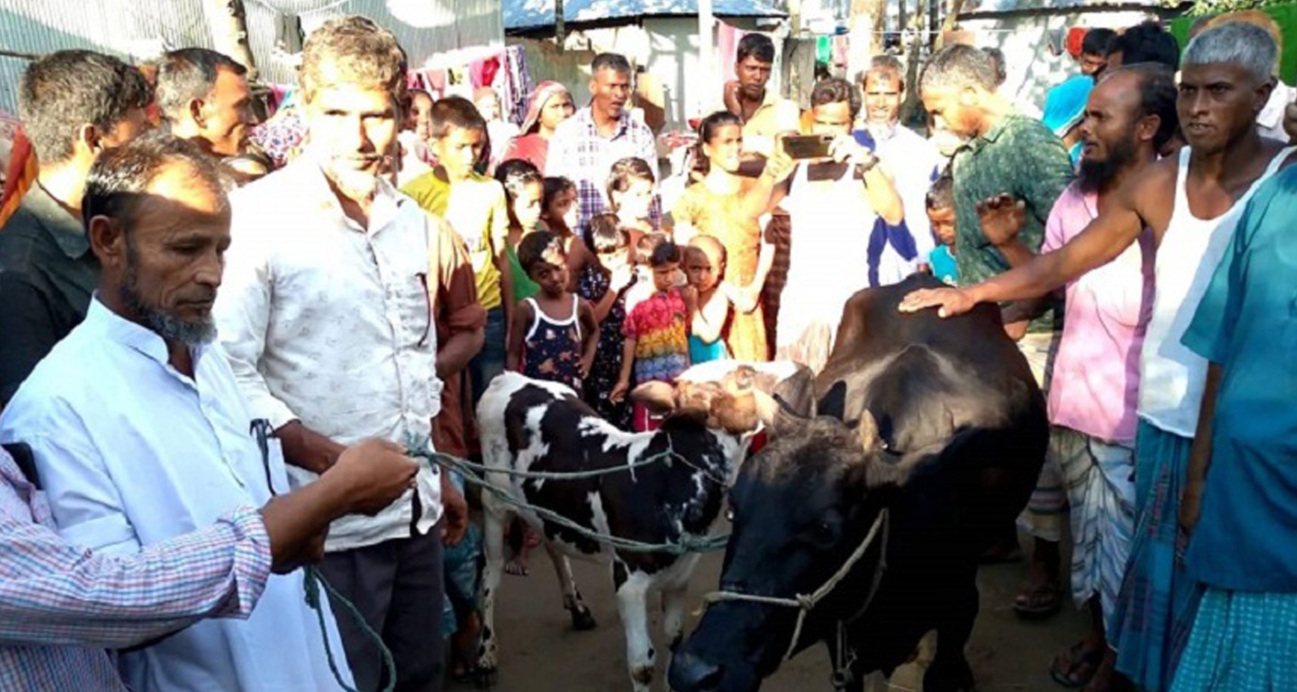 বিয়ের আগেই কনের বাড়িতে যৌতুকের গরু আনতে গিয়ে ধরা বরের বাবা বরের বাবা