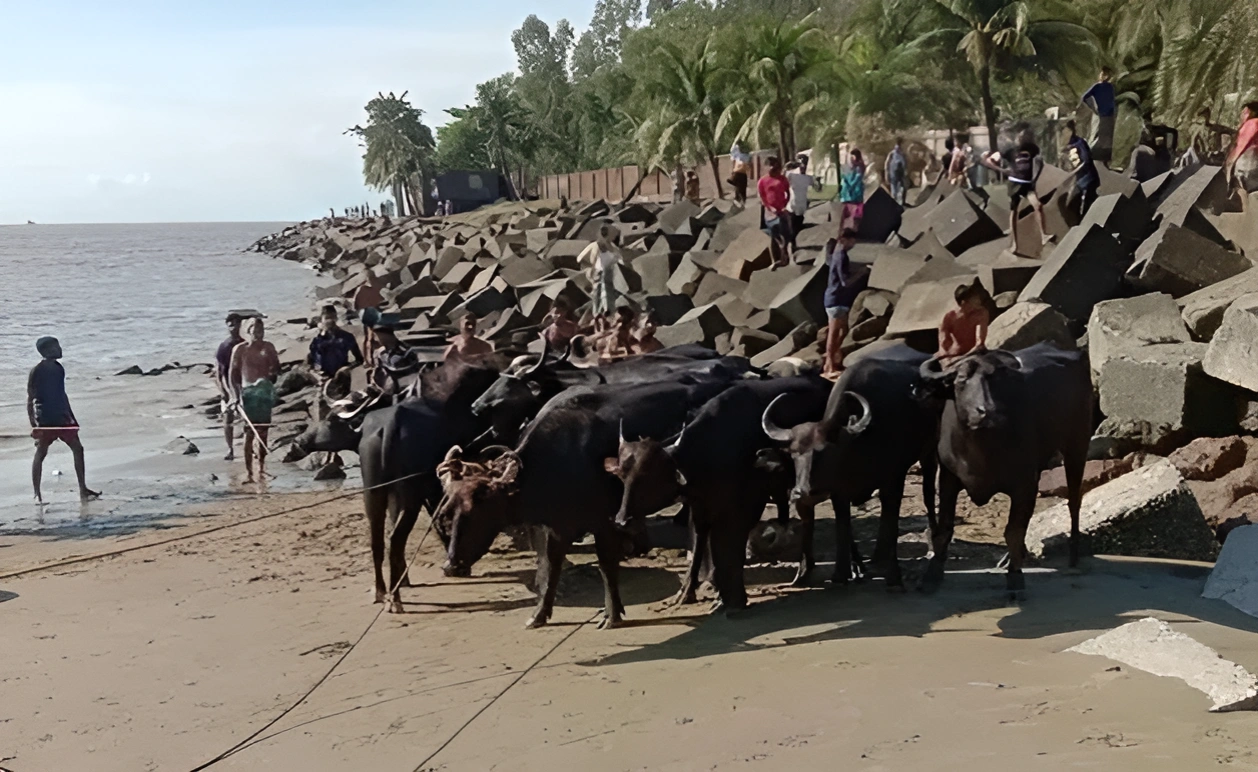জোয়ারের পানিতে ভেসে আসলো ৫০ মহিষ মহিষ