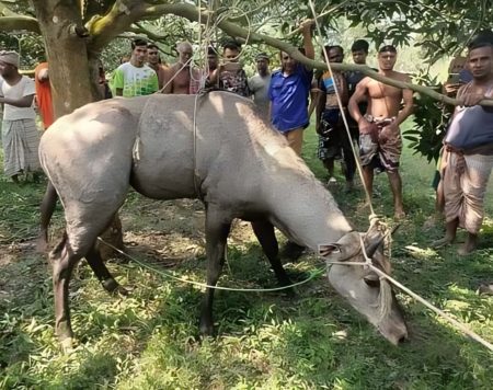 বিপন্ন প্রজাতির নীলগাই