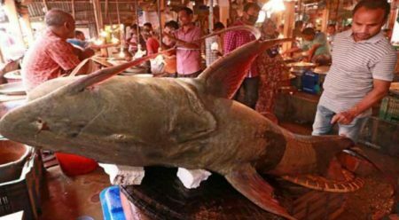 সিলেটে ধরা পড়লো ১৫০ কেজির বাঘাইড় মাছ , দাম যত লাখ