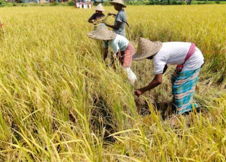 আউশ ধানের বাম্পার ফলন, কৃষকের মুখে হাসি