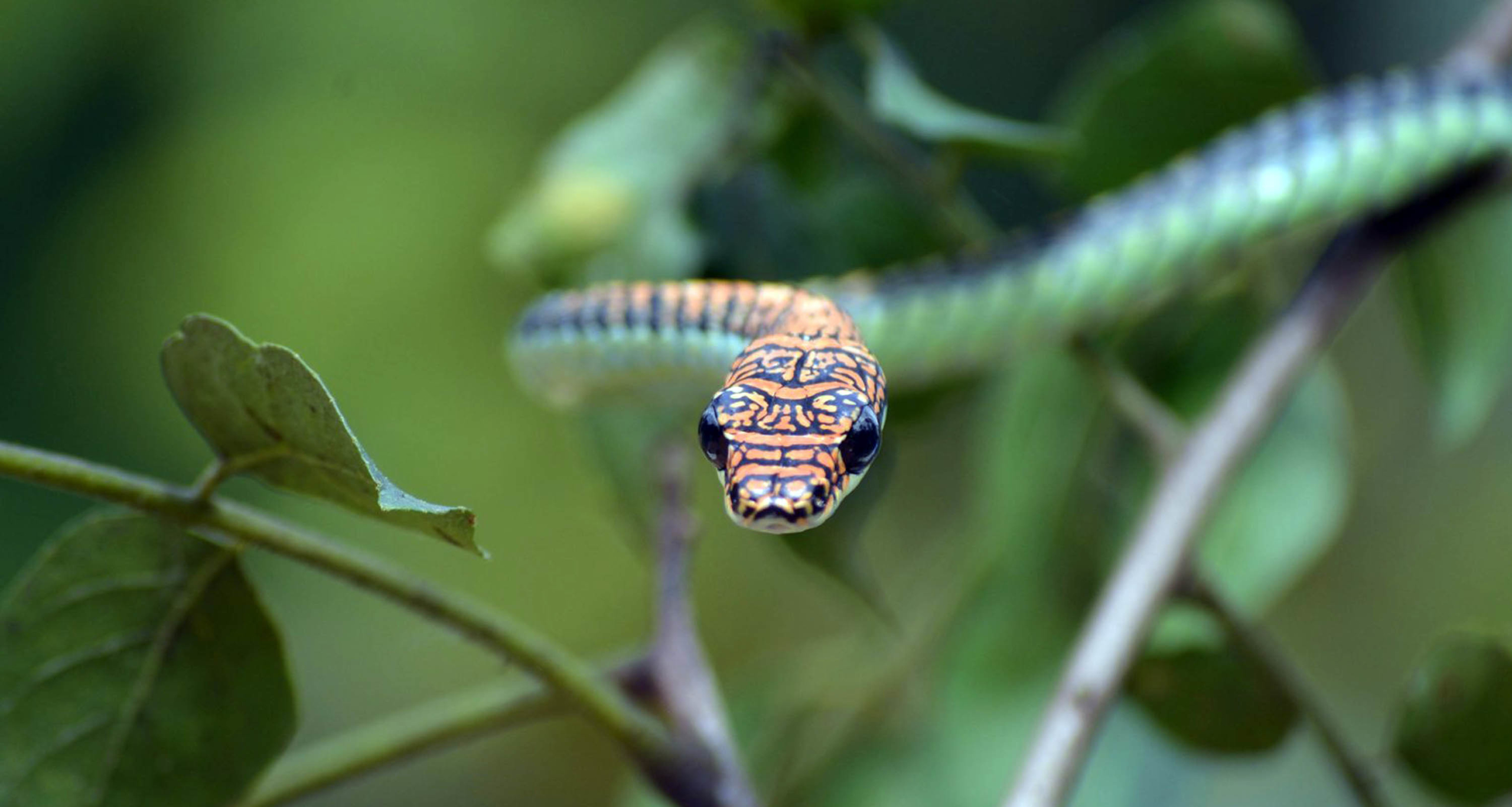 Flying Snakes