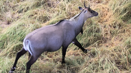 নীলগাই