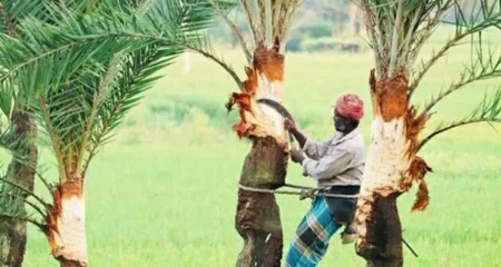 খেজুর গাছের রস