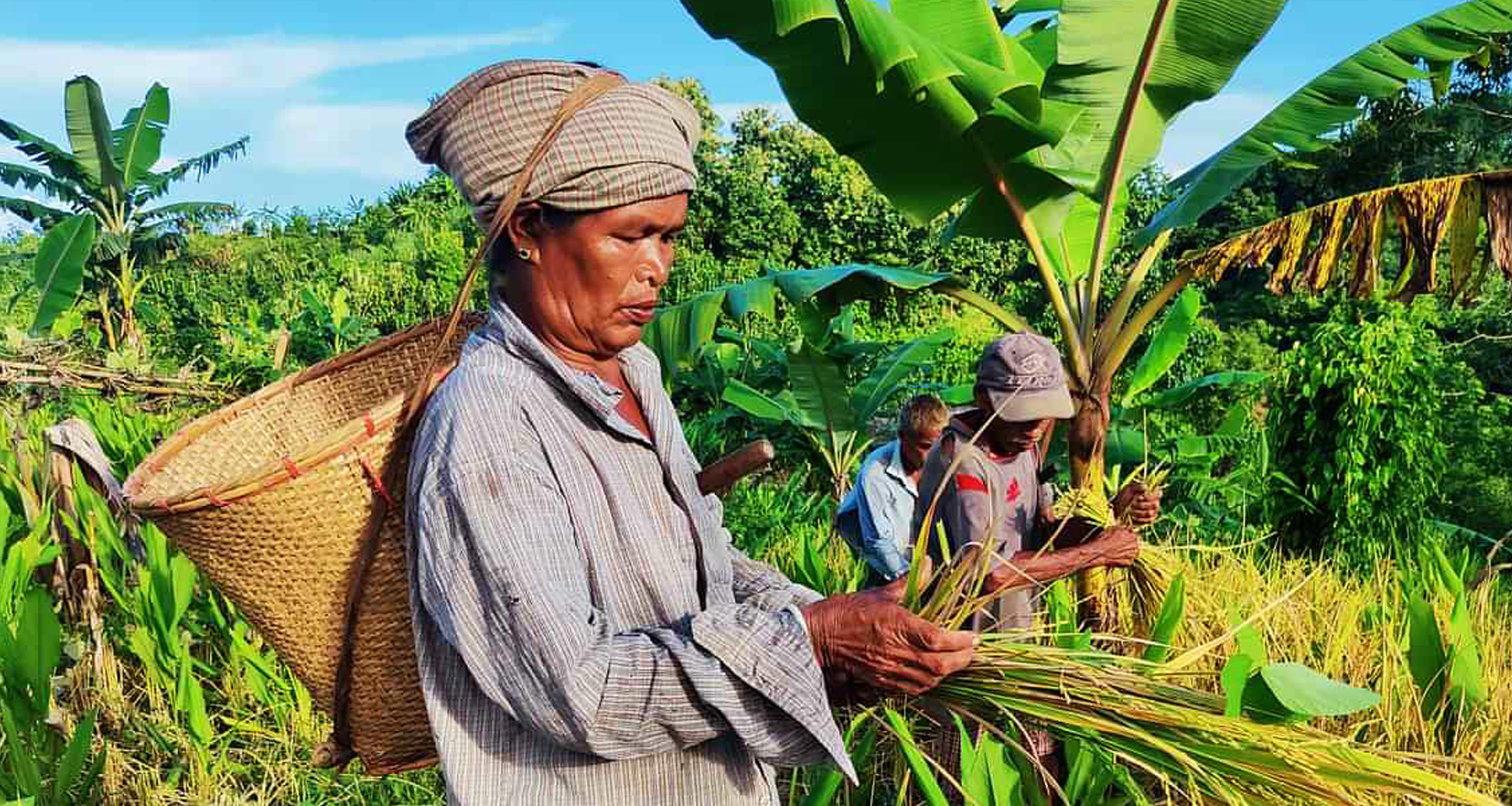 ফসল তুলতে ব্যস্ত জুমচাষিরা