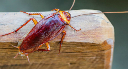 তেলাপোকা