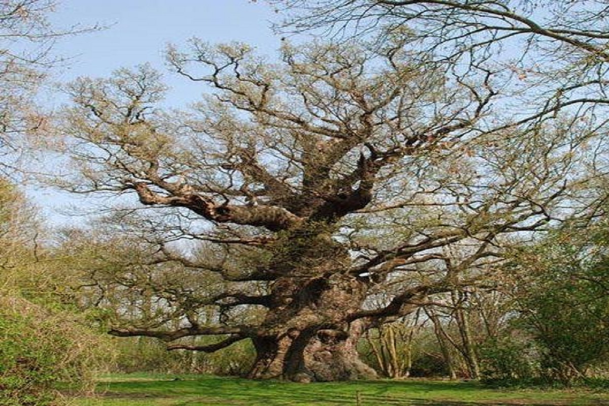 ব্রিটেনের যে ঐতিহ্যবাহী বৃক্ষ