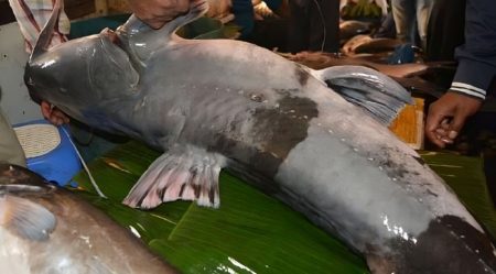 ব‌ড়‌শি‌তে ধরা পড়লো দেড় মণ ওজনের বাগাড়, দাম লাখ টাকা