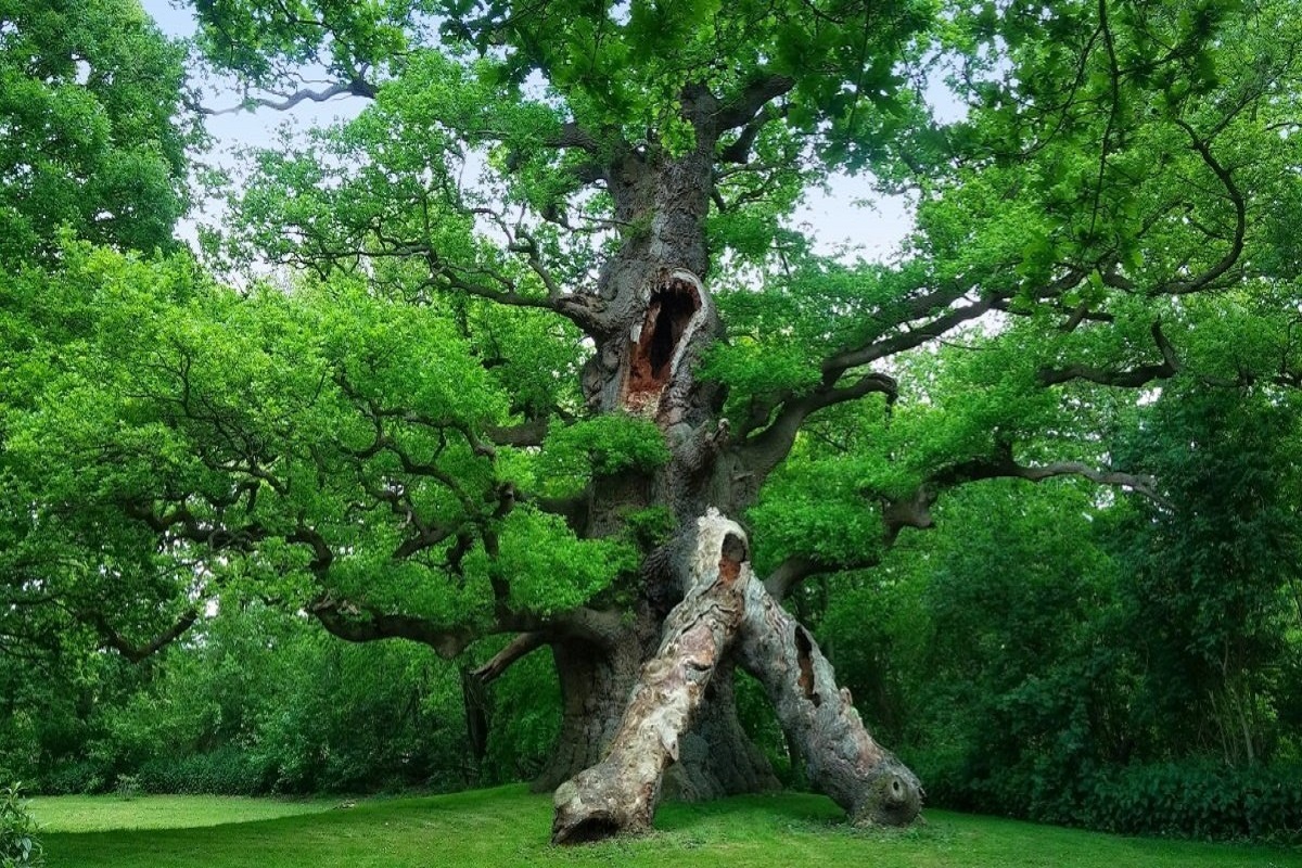 ব্রিটেনের যে ঐতিহ্যবাহী বৃক্ষ