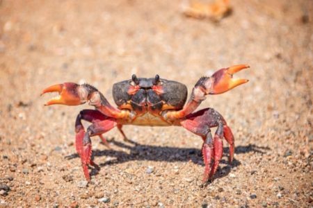 Sierra Leone Crab