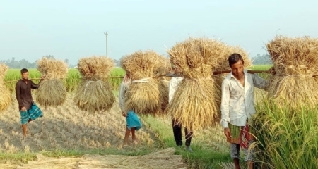 আমন ধান