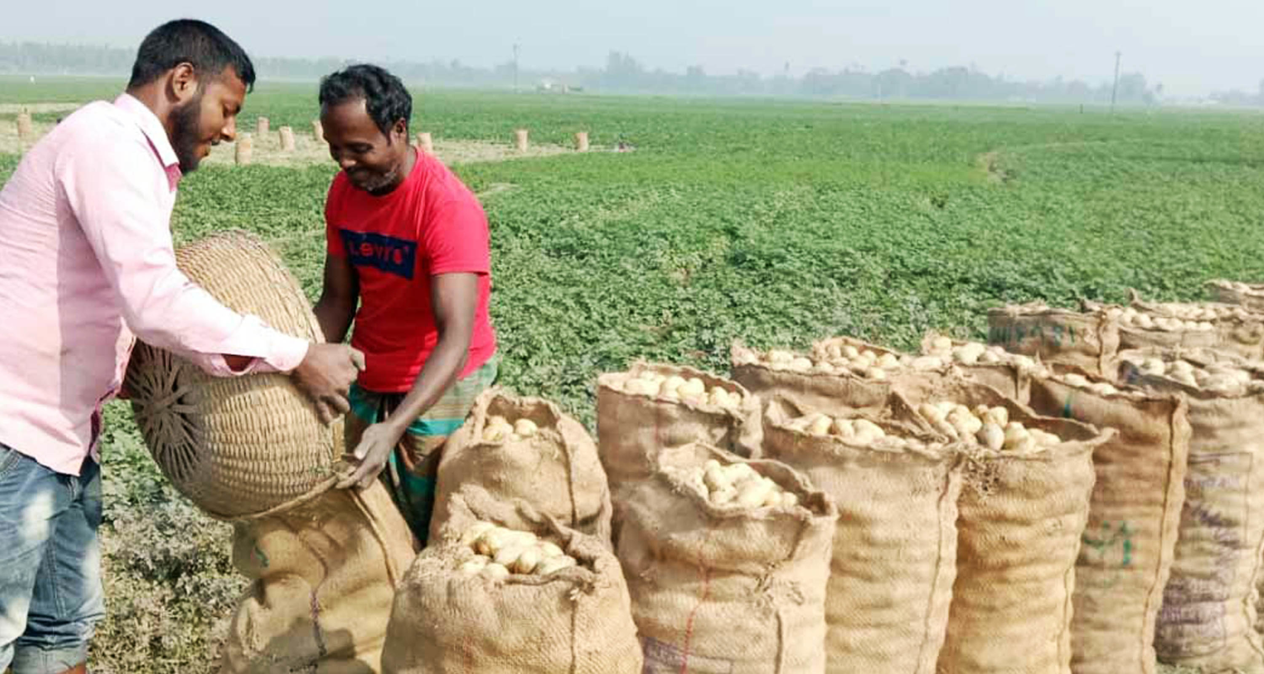 আলু তোলার ধুম