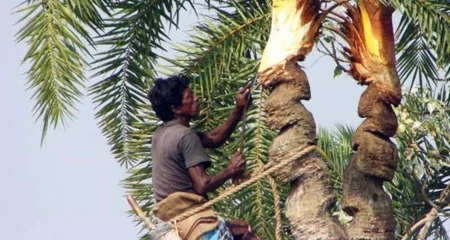 খেজুর গাছ কাটা