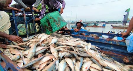 বঙ্গোপসাগর থেকে ইলিশ