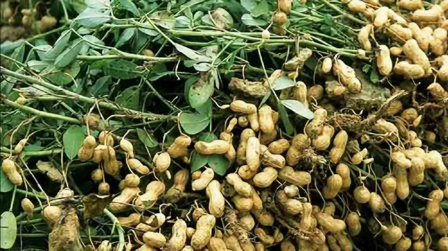 বাদাম চাষে