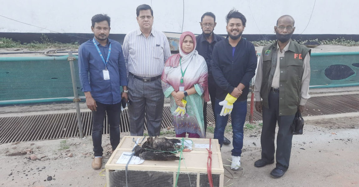 বিদেশি ঈগল