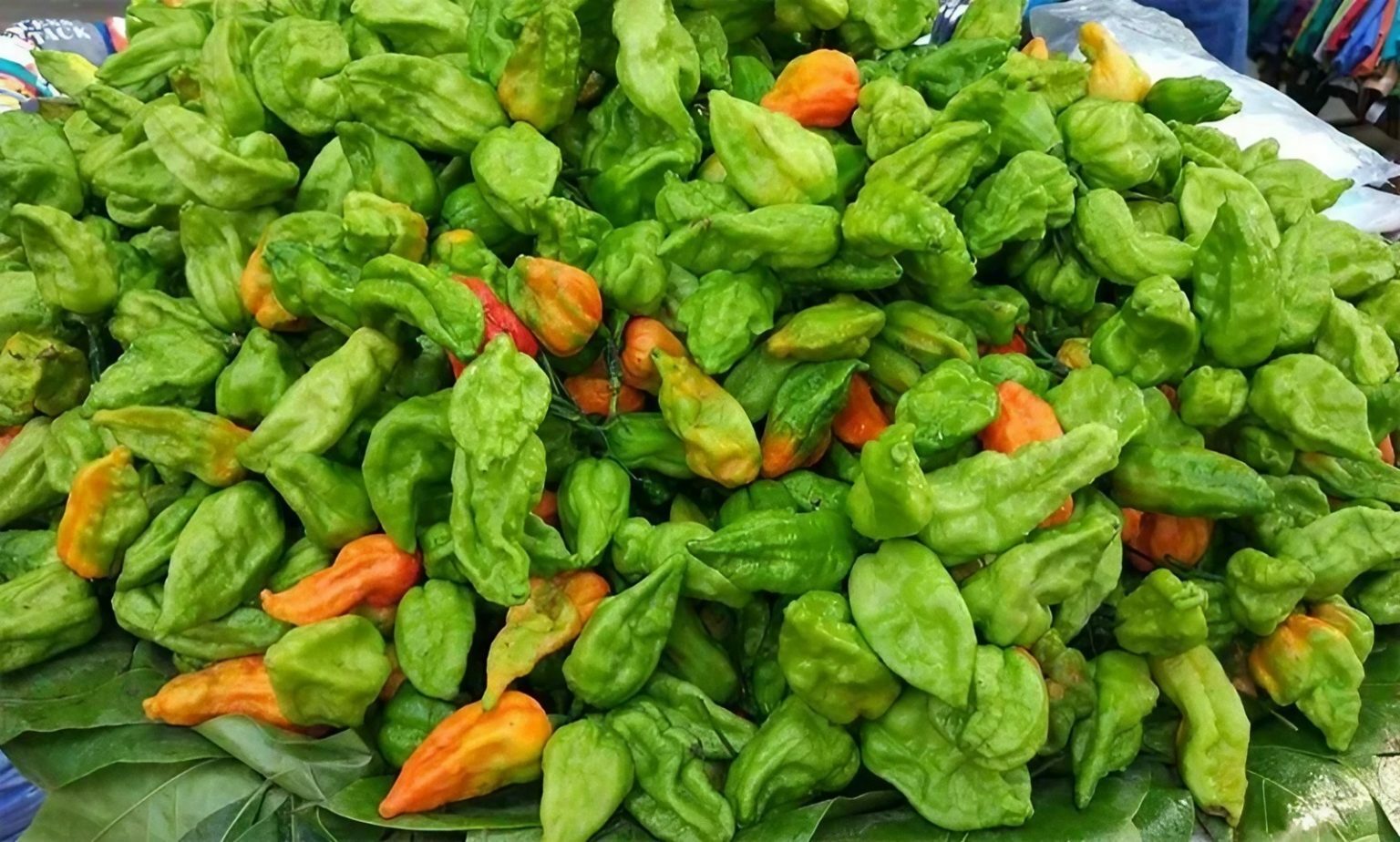 বোম্বাই মরিচ