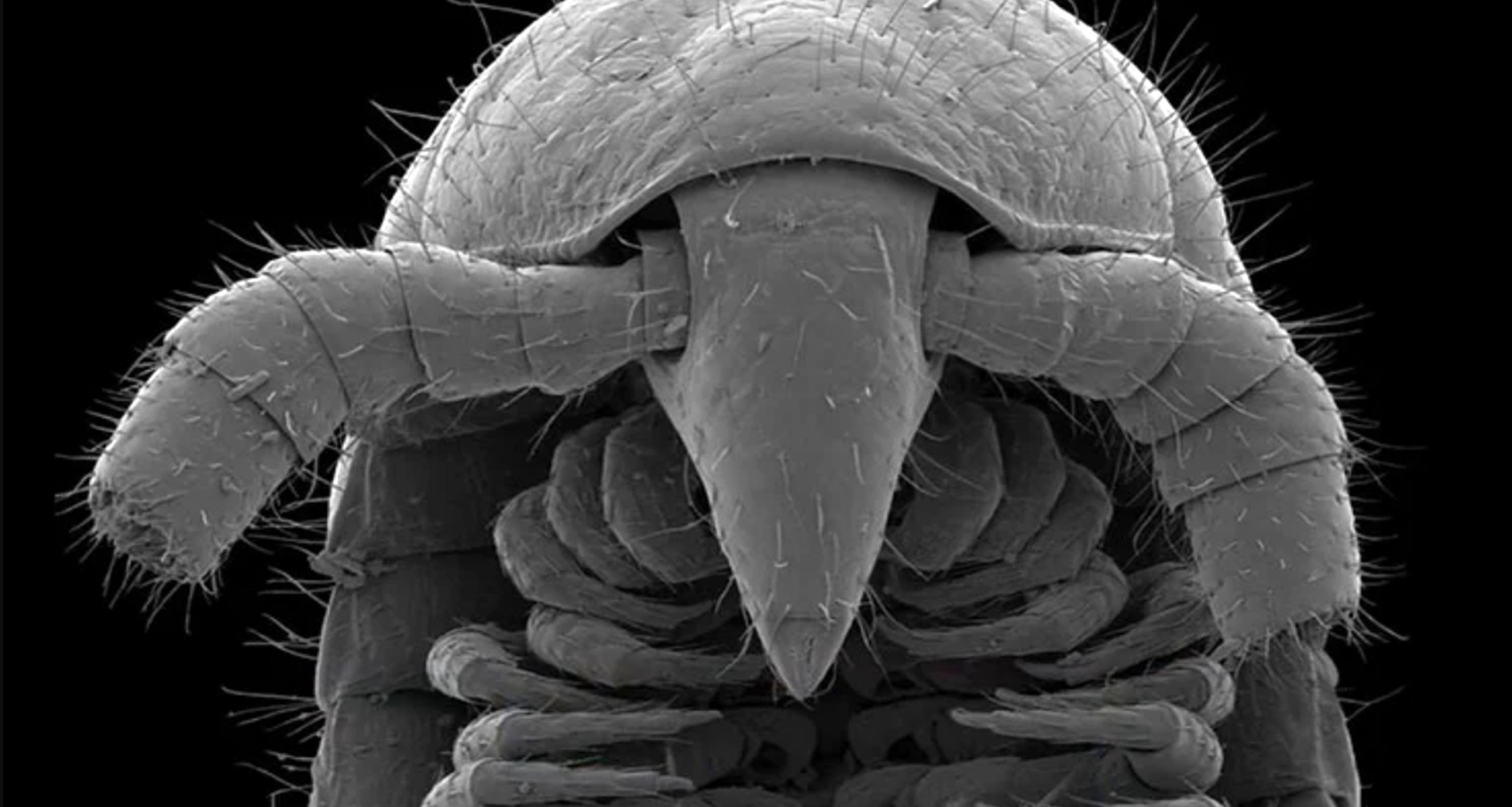 শরীরে হাজারের ওপর পা