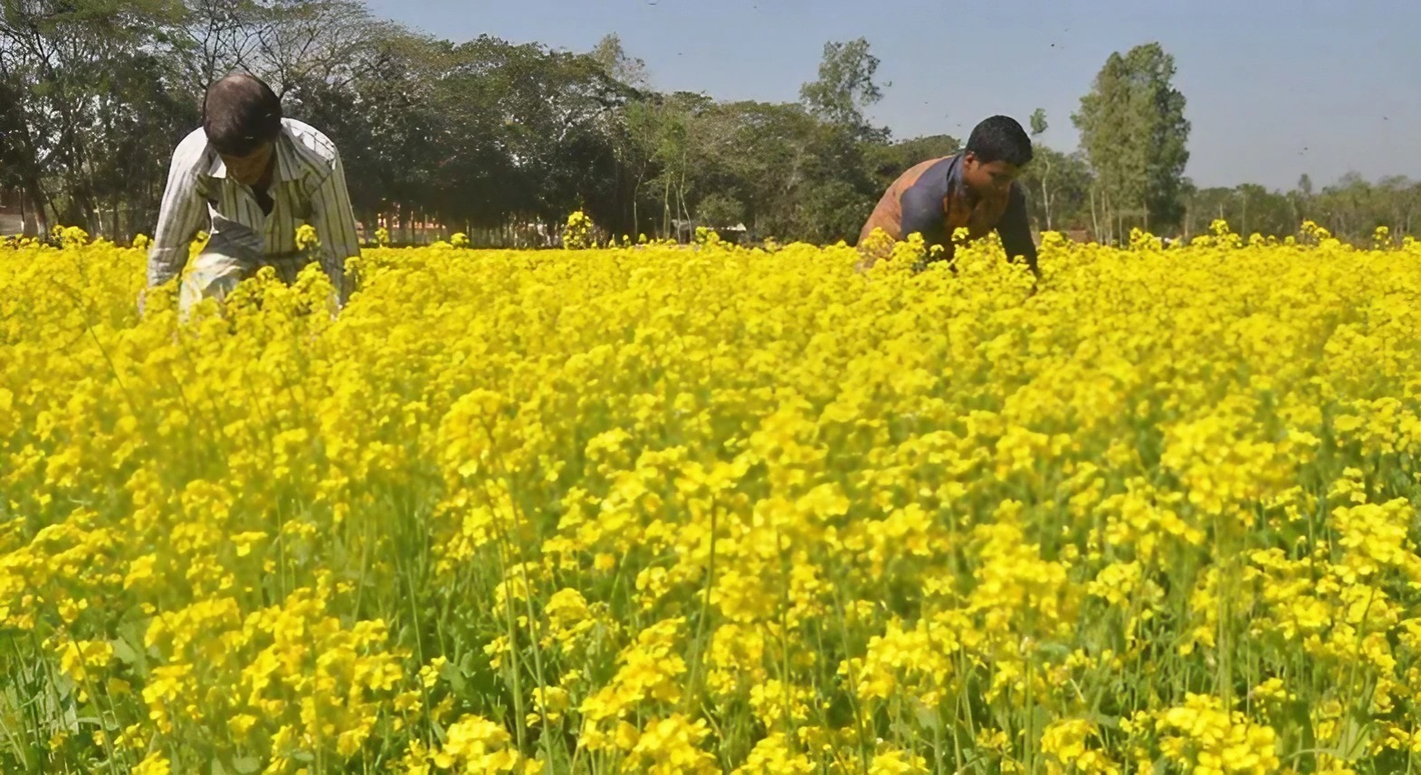 সরিষা