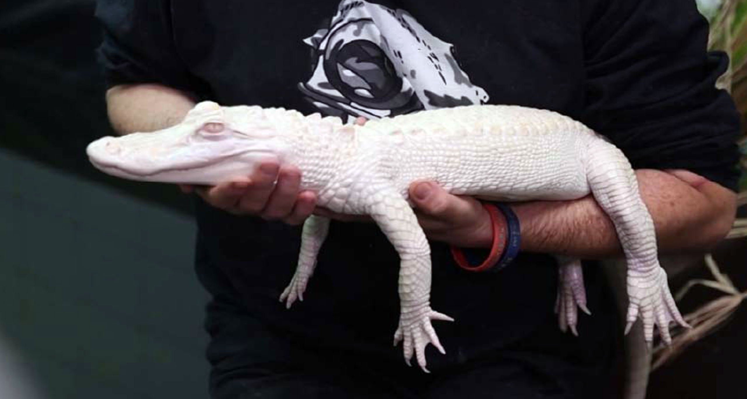 সাদা অ্যালিগেটর