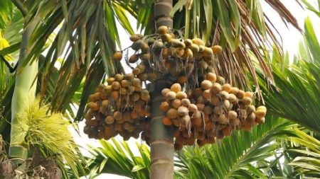 লক্ষ্মীপুরে এবার হাজার কোটি টাকার সুপারি বিক্রির সম্ভাবনা