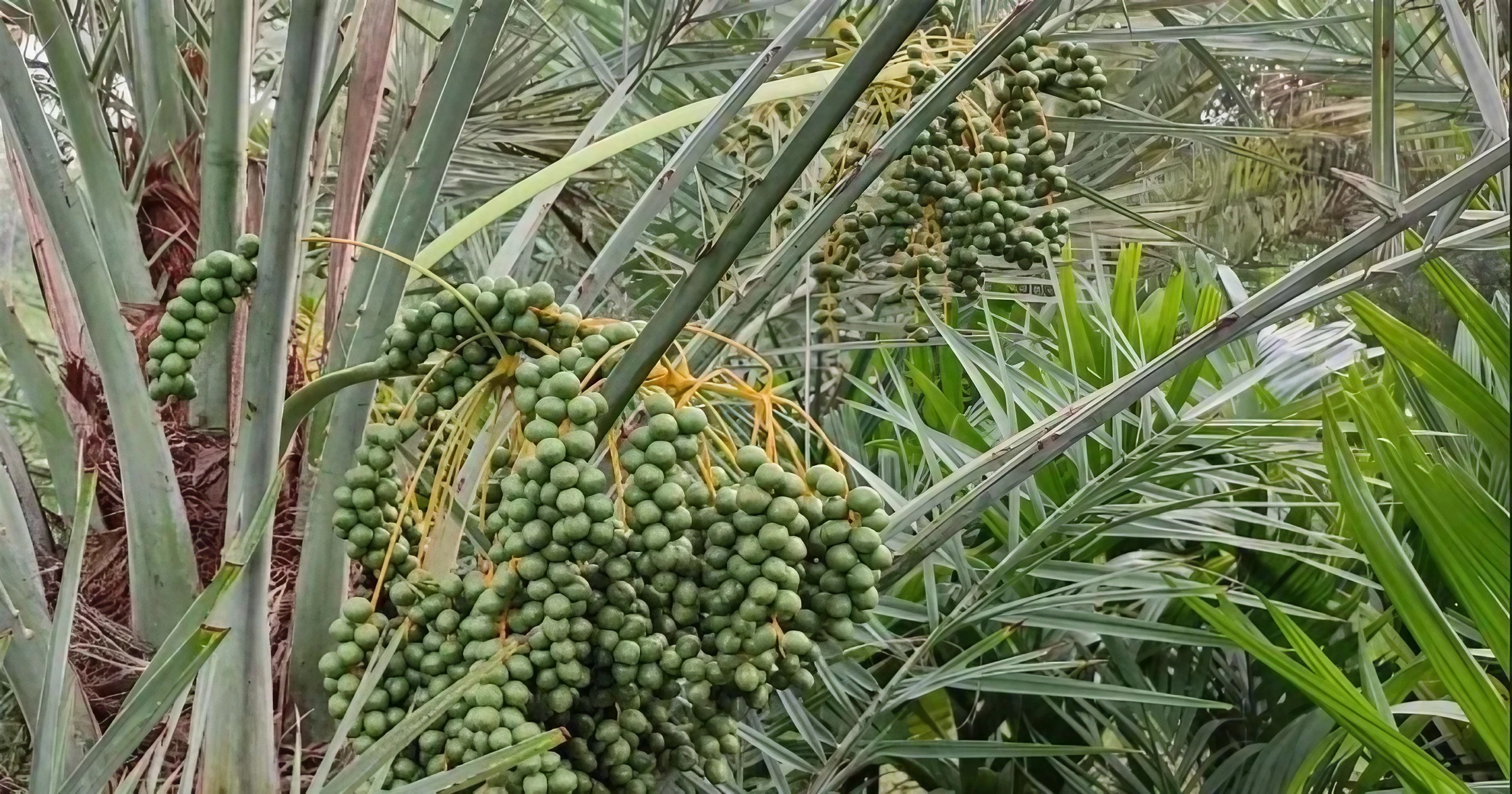 সৌদি আরবের খেজুর