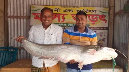 পদ্মায় জেলের জালে ১৫ কেজির বোয়াল, যত হাজার টাকায় বিক্রি ১৫ কেজির বোয়াল