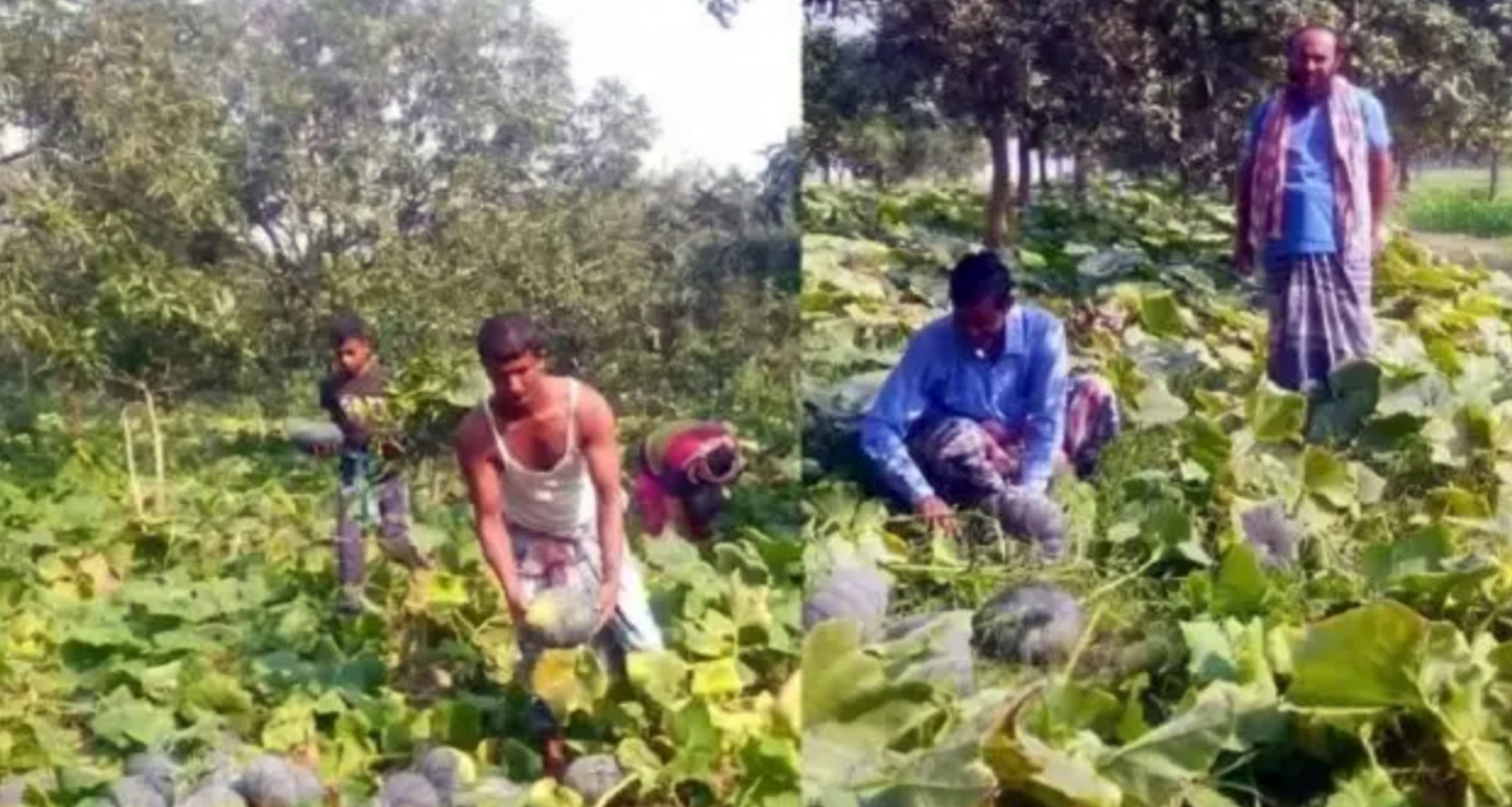আম বাগানের পতিত জমিতে মিষ্টি কুমড়া চাষ করে সফল যুবক আম বাগানের ফাঁকা জমি