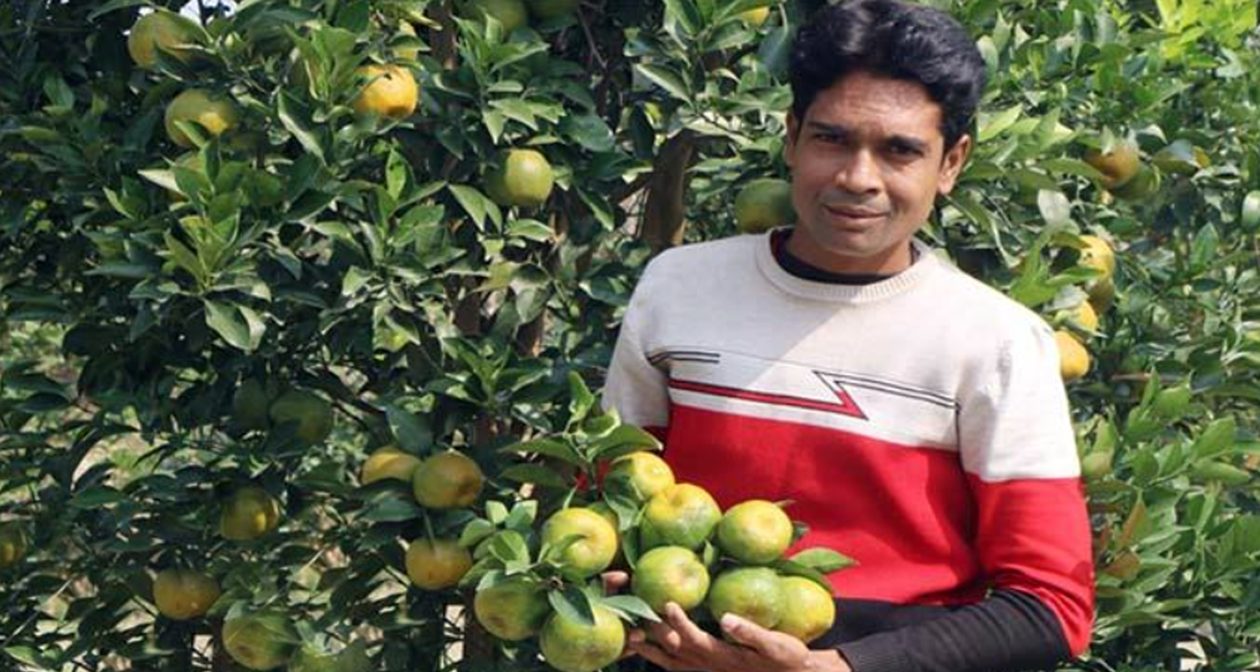 চাকরির পেছনে না ছুটে কমলা চাষে সফল সাইদুল কমলা চাষে সফল