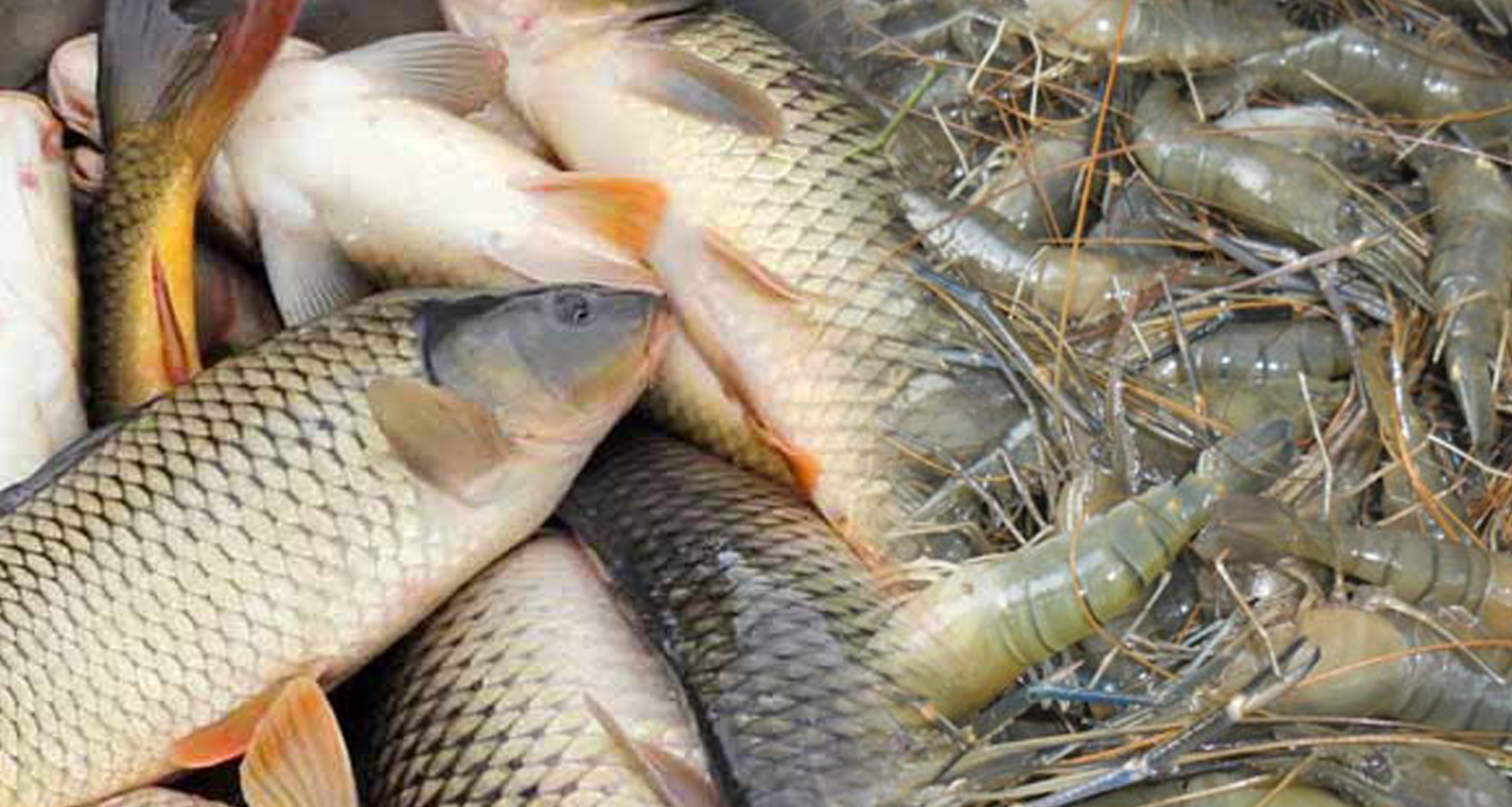 গলদা ও কার্পের মিশ্র চাষ